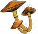 mush.png