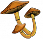 mush.png